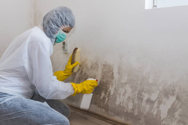 Best Air Quality Testing for Mold Spores  in Holley, FL
