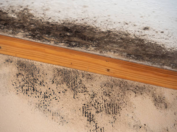 Best Mold Removal for HVAC Installations  in Holley, FL