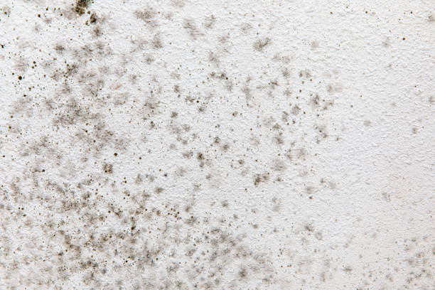 Best Comprehensive Air Testing for Mold Contaminants  in Holley, FL