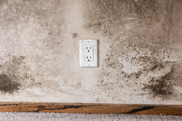Best Water Damage & Mold Remediation  in Holley, FL