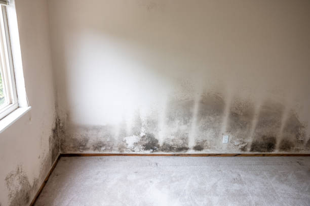 Best HVAC Mold Inspection and Cleaning  in Holley, FL
