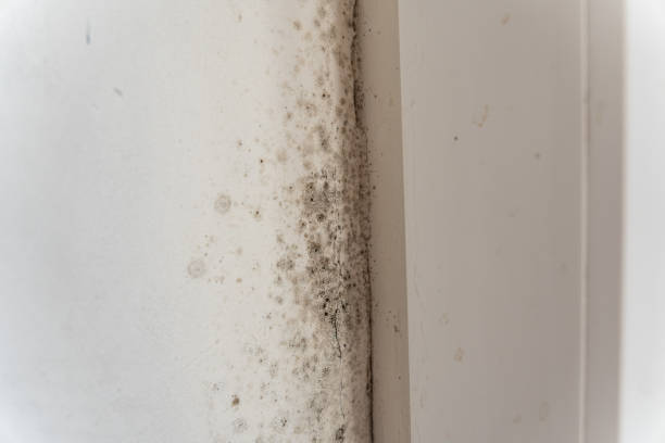 Trusted Holley, FL Mold Removal Experts